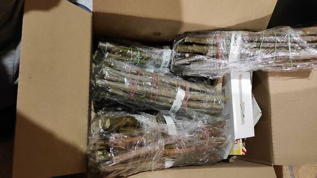 Wierzby Pyłkodajne Pszczelarskie Wierzba Sztobry 170sztuk