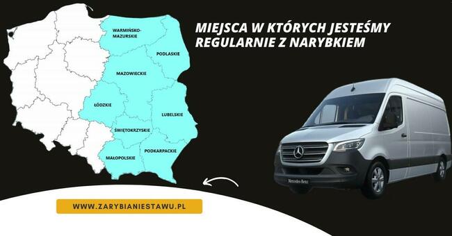 Narybek karp amur tołpyga(węgorz lin sum sandacz jesiotr