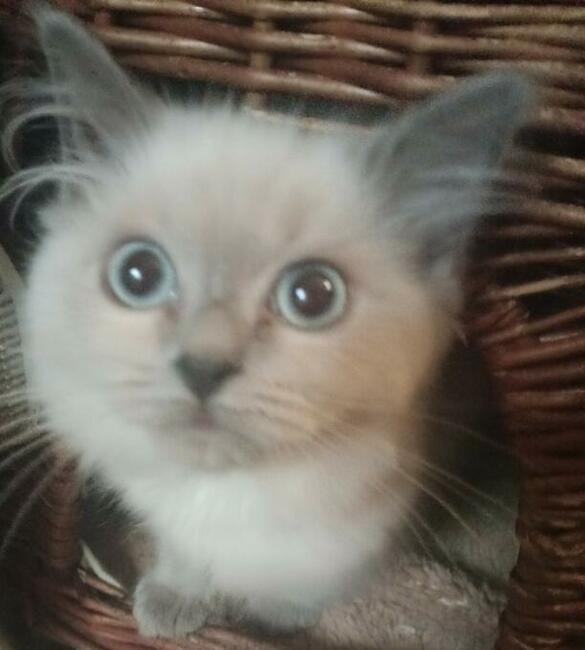 Kocięta dla Dziecka