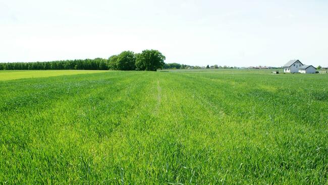 Działki budowlane 6200m2 k/Zakroczymia za 60 zł/m2