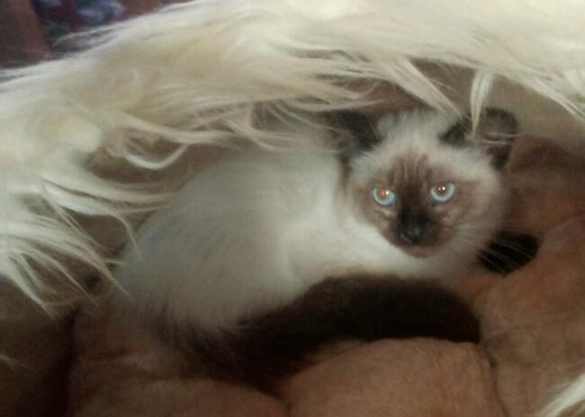 Kocięta dla Dziecka