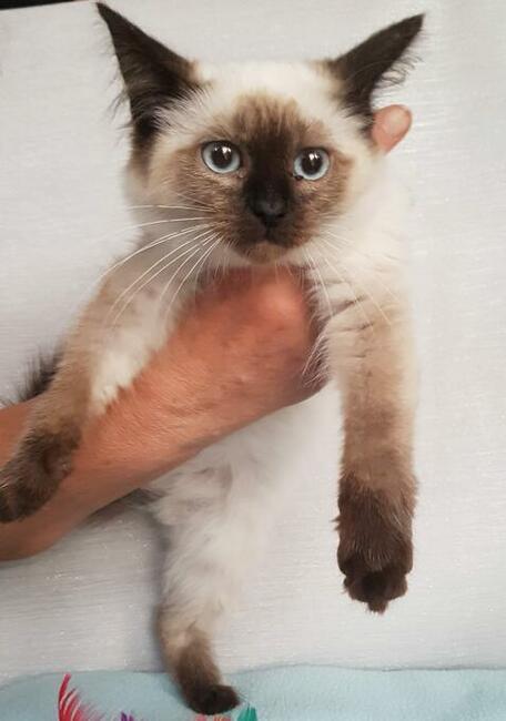 Piękne kocięta Ragdoll