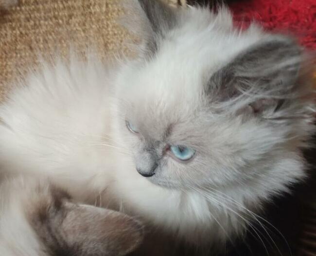 Kocięta dla Dziecka