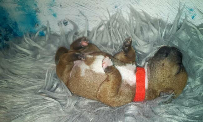 Staffordshire Bull Terrier