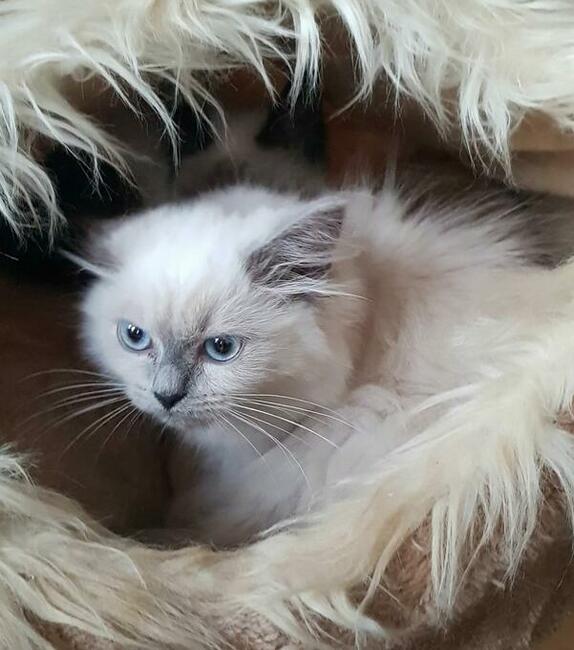 Piękne kocięta Ragdoll