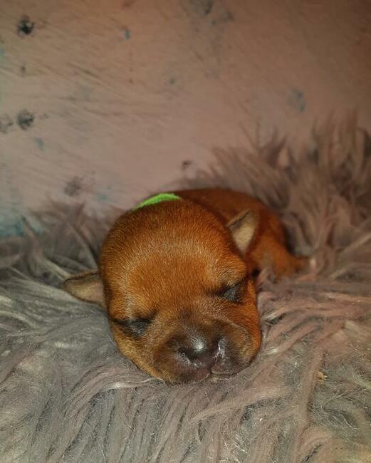 Staffordshire Bull Terrier