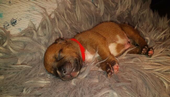 Staffordshire Bull Terrier