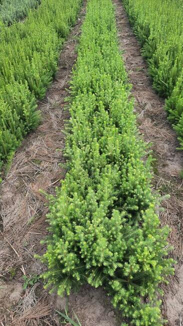 Świerk pospolity 35-50 cm