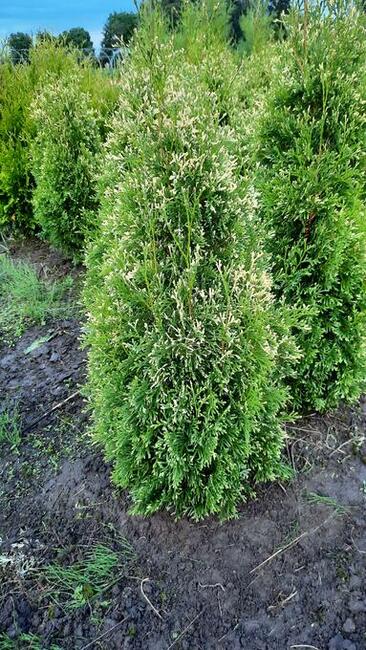 Tuja danica kula 30-40 cm