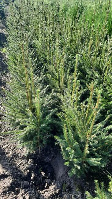 Tuja szmaragd 100-120 cm świerk, sosna