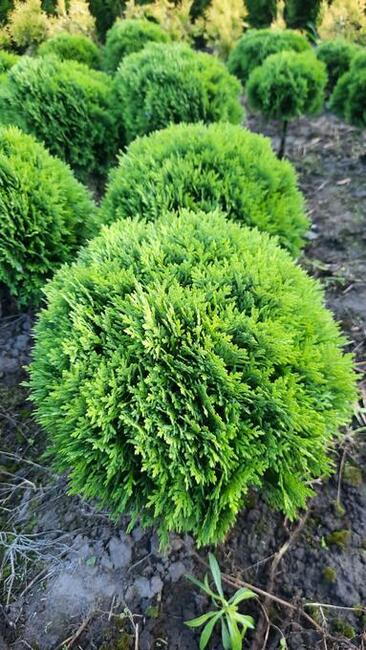 Tuja danica kula 30-40 cm