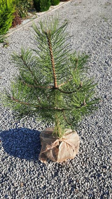 Sosna czarna wysokość 30-55