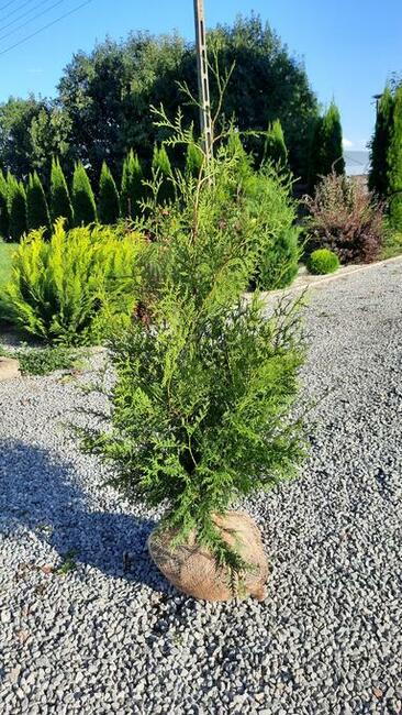 Tuja szmaragd 100-120 cm świerk, sosna