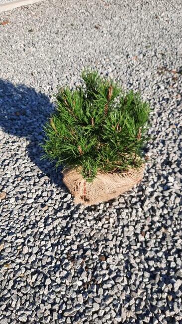 Tuja szmaragd 100-120 cm świerk, sosna