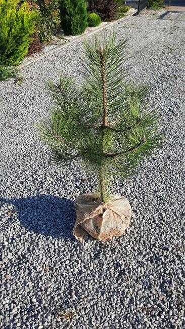 Tuja szmaragd 100-120 cm świerk, sosna