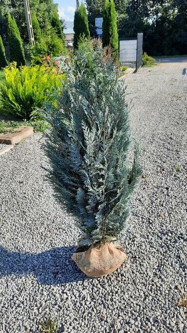 Tuja szmaragd 100-120 cm świerk, sosna