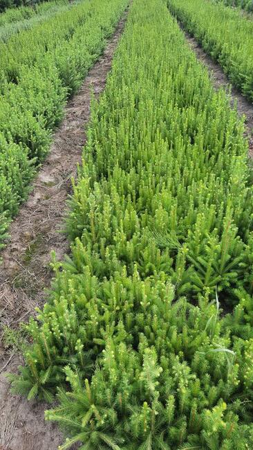 Świerk pospolity 35-50 cm