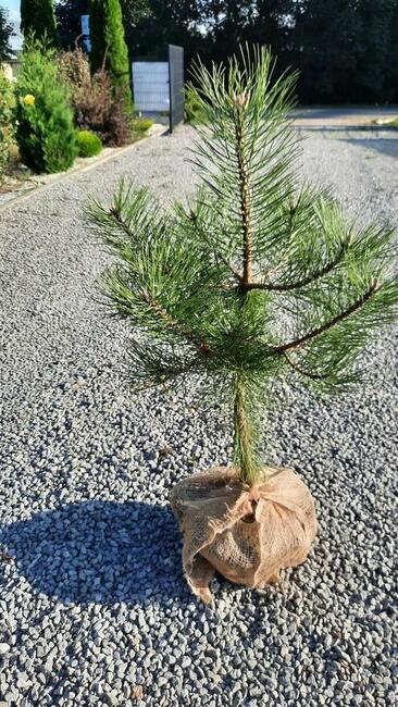 Sosna czarna wysokość 30-55