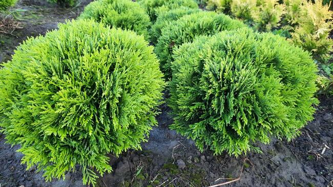 Tuja danica kula 30-40 cm