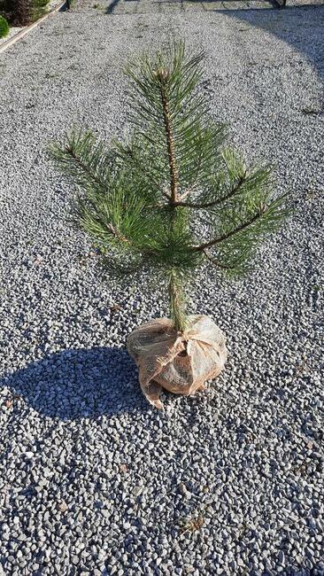 Sosna czarna wysokość 30-55