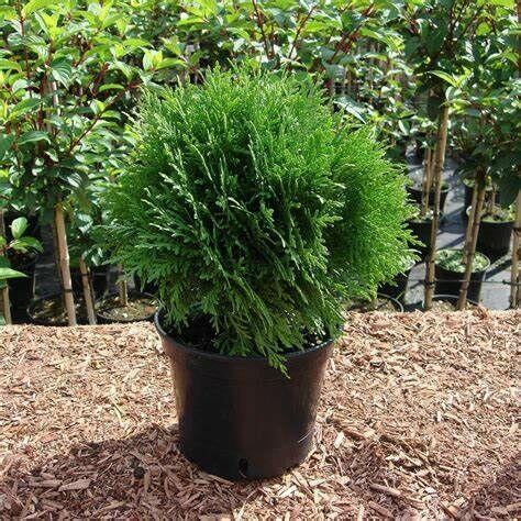 Tuja Danica Hurtowa ilość i cena