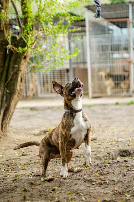 Aksa - wesołe, pręgowate szczęście na 4 łapach!