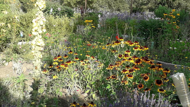 sprzedam działkę ROD