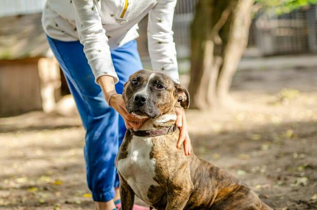 Aksa - wesołe, pręgowate szczęście na 4 łapach!