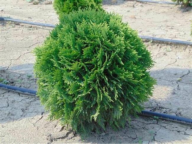 Tuja Danica Hurtowa ilość i cena