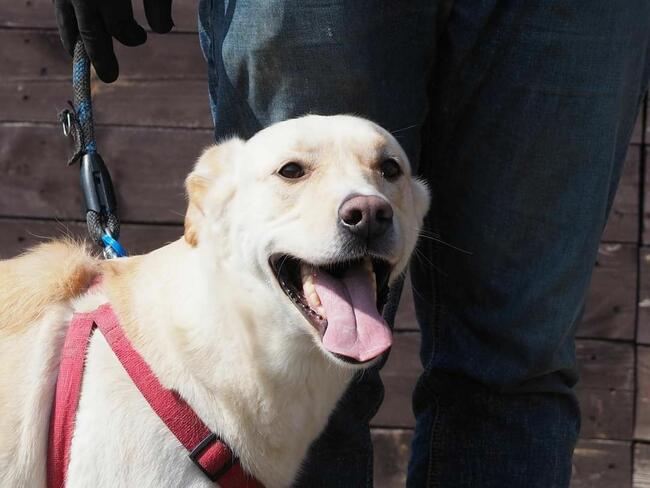 Psi ideał kochający ludzi i zabawę szuka PILNIE domku