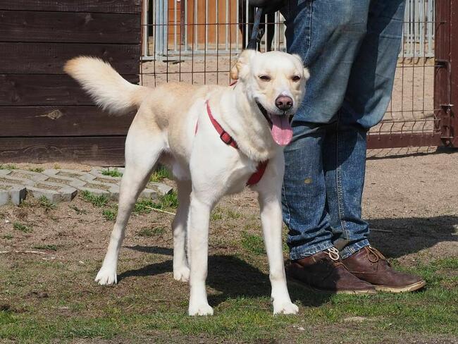 Psi ideał kochający ludzi i zabawę szuka PILNIE domku