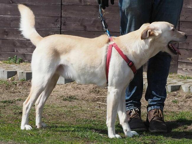 Psi ideał kochający ludzi i zabawę szuka PILNIE domku