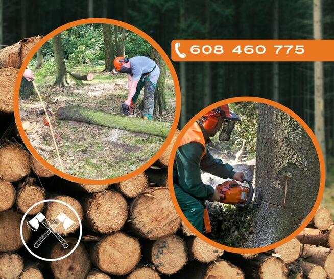 Wycinanie drzew, krzewów, wycinka, ścinka, drwal, arborysta