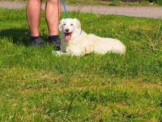 Cudowny wesoły młodziak kochający ludzi BŁAGA o domek