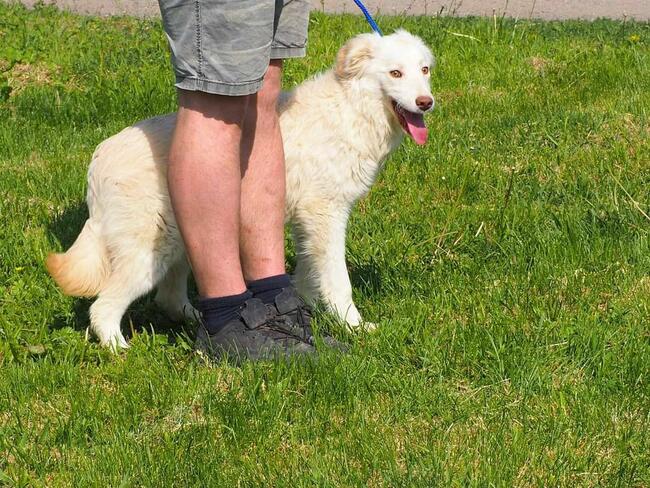 Cudowny wesoły młodziak kochający ludzi BŁAGA o domek