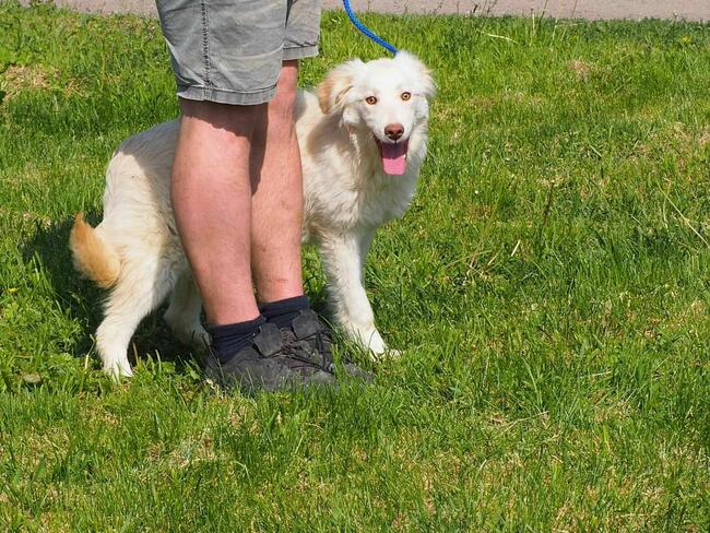 Cudowny wesoły młodziak kochający ludzi BŁAGA o domek