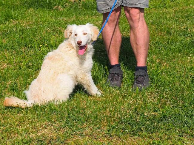 Cudowny wesoły młodziak kochający ludzi BŁAGA o domek