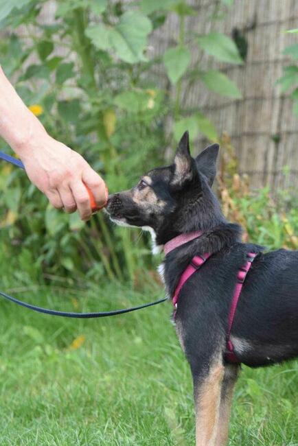 Suzi ok 3 let.sunia w typ.pinczera czeka na dom Iwona Now.