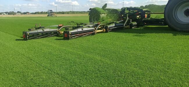 Trawa z Rolki / Wysoka Jakość / Producent