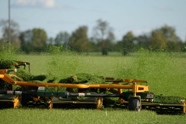 Trawa z Rolki / Wysoka Jakość / Producent