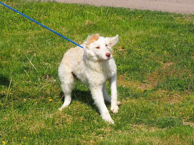 Cudowny wesoły młodziak kochający ludzi BŁAGA o domek