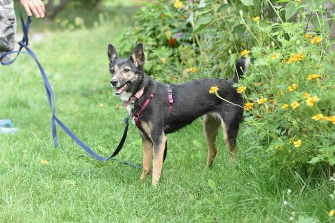 Suzi ok 3 let.sunia w typ.pinczera czeka na dom Iwona Now.