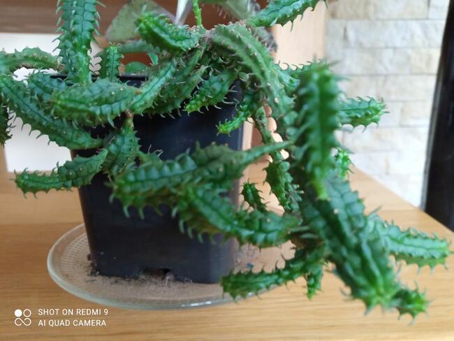 Sprzedam aloesy tygrysie i nie tylko...