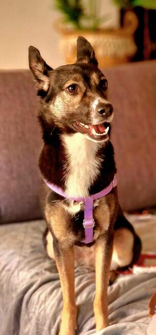 Suzi ok 3 let.sunia w typ.pinczera czeka na dom Iwona Now.