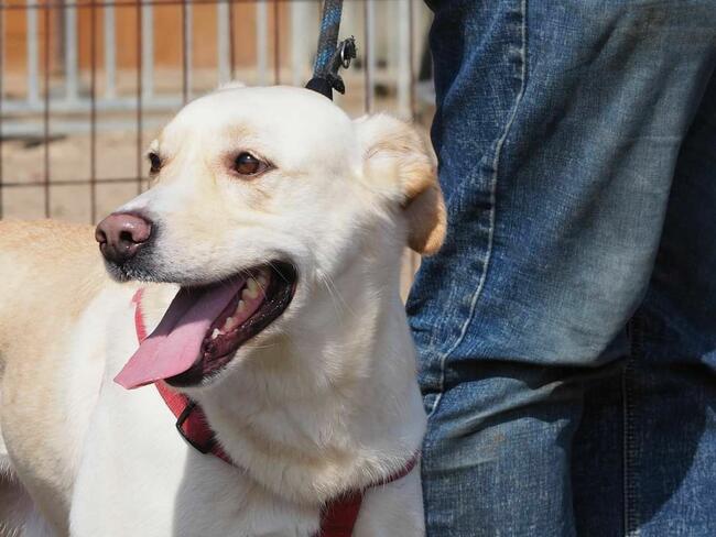 LABRUŚ cudowny wesoły psiak kochający ludzi BŁAGA o domek