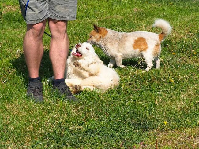 Cudowny wesoły młodziak kochający ludzi BŁAGA o domek