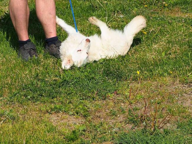 SNOOPY prze kochany wesoły młodziak czeka na wymarzony dom