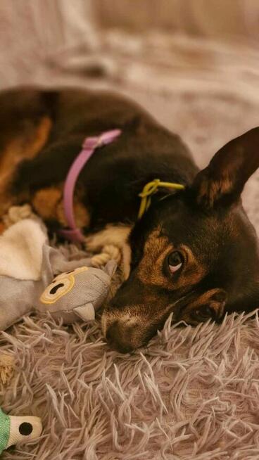 Suzi ok 3 let.sunia w typ.pinczera czeka na dom Iwona Now.