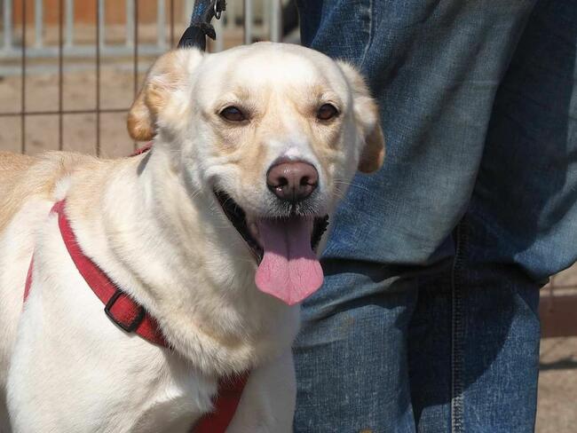 LABRUŚ cudowny wesoły psiak kochający ludzi BŁAGA o domek