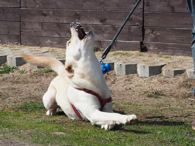 LABRUŚ cudowny wesoły psiak kochający ludzi BŁAGA o domek